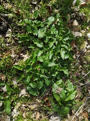 Arum cylindraceum