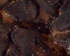 Placidium squamulosum