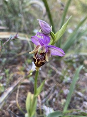 Ophrys heldreichii