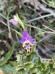 Ophrys heldreichii