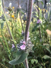 Stachydeae