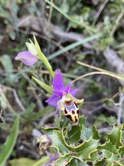 Ophrys heldreichii