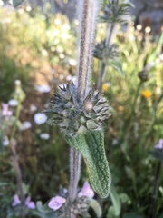 Stachydeae