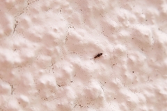 Entomobrya albocincta