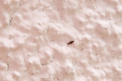 Entomobrya albocincta