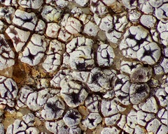 Acarospora strigata