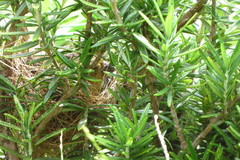 Sporophila nigricollis