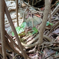 Aristolochia acuminata