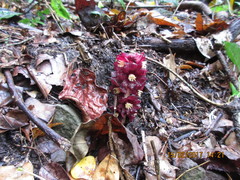 Bdallophytum americanum