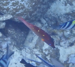 Bodianus dictynna