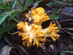 Ramaria toxica