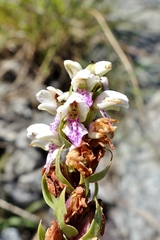Brachycorythis disoides