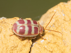 Asphaera quadrifasciata