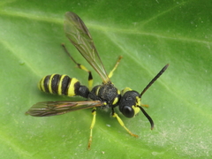 Cerceris arenaria