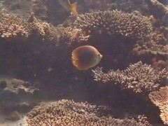 Chaetodon aureofasciatus