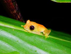 Boophis viridis