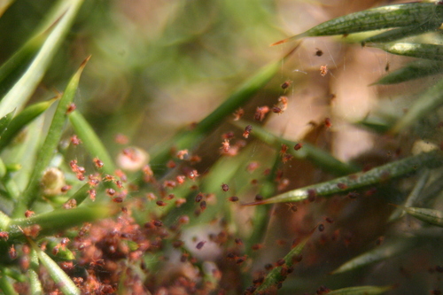 Gorse Spider Mite
