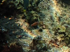 Halichoeres biocellatus