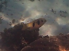 Siganus trispilos