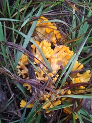 Ramaria toxica
