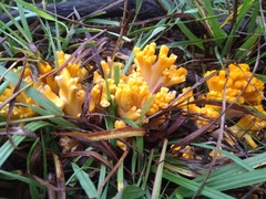 Ramaria toxica