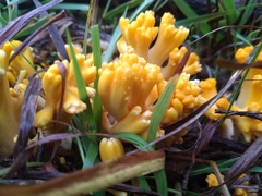 Ramaria toxica
