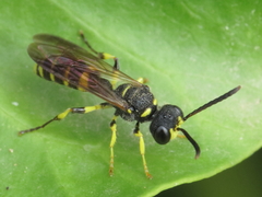 Cerceris arenaria