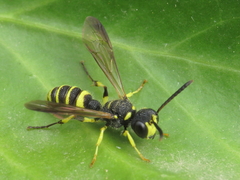 Cerceris arenaria