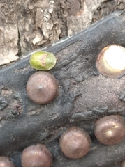 Cassida sanguinolenta