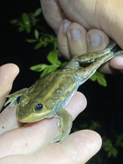 Lithobates virgatipes