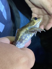 Lithobates virgatipes