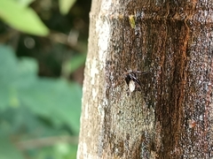 Homotrigona apicalis