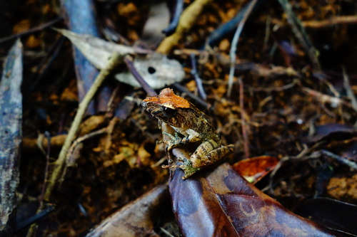 White Folohy Madagascar Frog, Gephyromantis luteus