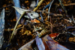Gephyromantis luteus