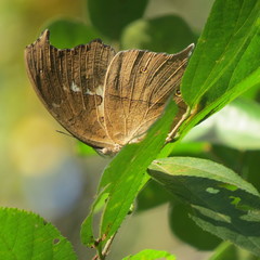 Protogoniomorpha anacardii