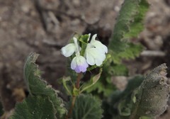 Acanthomintha ilicifolia