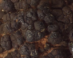 Heteroplacidium congestum