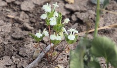 Acanthomintha ilicifolia