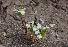 Acanthomintha ilicifolia
