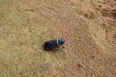 Acraephia perspicillata