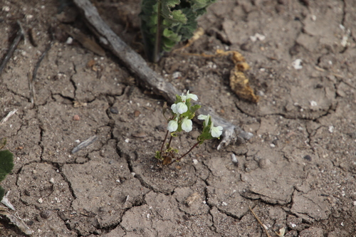 Image of Acanthomintha ilicifolia by (c) Millie Basden, some rights reserved (CC BY)