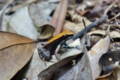 Mantella ebenaui