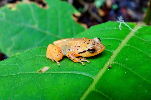 Ambatoharanana Giant Treefrog, Platypelis tuberifera