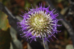Chresta sphaerocephala