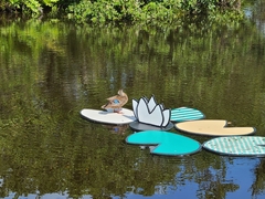 Anas platyrhynchos image