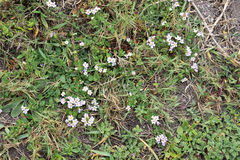 Chaenostoma campanulatum