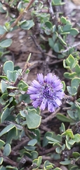Globularia alypum