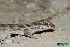 Bunopus tuberculatus