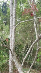 Aesculus × neglecta