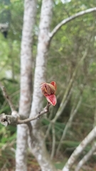 Aesculus × neglecta